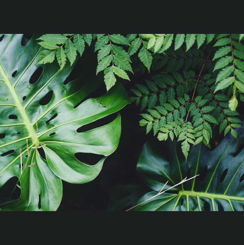 Roseville CA Florist Judy Blossom Shop